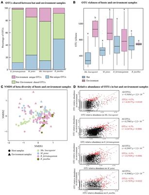 Skin Microbiota Variation Among Bat Species in China and Their Potential Defense Against Pathogens